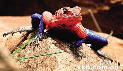 罕见蜥蜴皮肤红蓝相间似蜘蛛侠