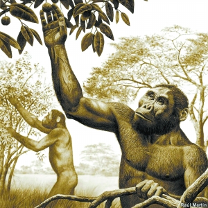 傍人黄涵200万年前,南方古猿,傍人和灵长目人科的人属物种都曾在今天