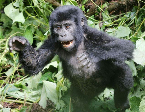 小猩猩树上摔下 猛力捶胸显"继承王位野心"