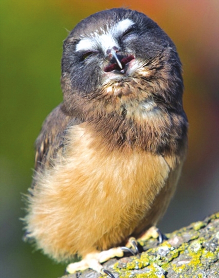 猫头鹰"笑嘻了"