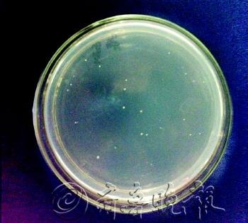 常温下西瓜样本有26个菌落