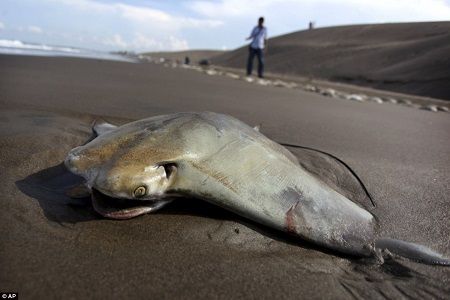 饥饿鲨世界黄貂鱼图片