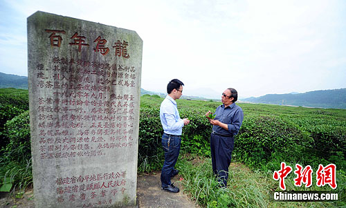台冻顶乌龙的祖籍园北苑贡茶开采