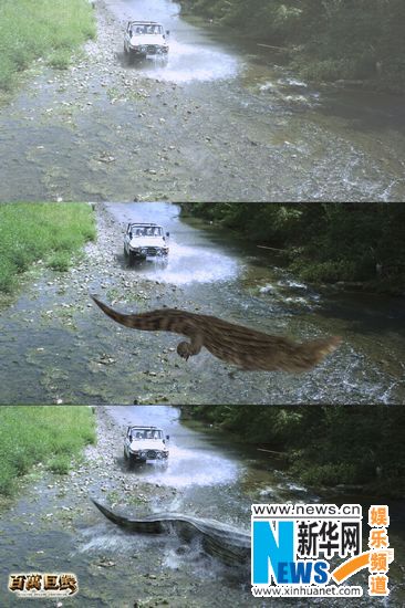百万巨鳄丁嘉力游泳图片