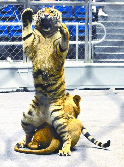 马戏光影秀《秘境奇光》动物当明星 杂技很惊险